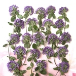 タイムの押し花　#4