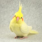 茶々丸様オーダーメイド品2602211