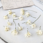 ラークスパーの花びら   クリームホワイト　10～15輪　　　　/ドライフラワー　ラクスパー　千鳥草　チドリソウ　デルフィニウム　白　ホワイト　クリーム
