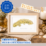 ポストカード　おしゃれ　アート　デザイン　イラスト　熱帯魚　恐竜　古代　ポリプテルス　インテリア　海　動物　化石