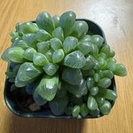 多肉植物 ハオルチア オブツーサ群生
