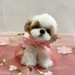 【お迎え待ち】手のひらサイズふわふわシーズー　※アクリルケース付き