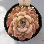 ストロベリースムージー＊土つき苗・多肉植物