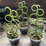 パピリオナンセ・オリンピックリングス♡ Papilionanthe “Olympic Rings