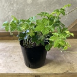 観葉植物　シッサス　シュガーバイン