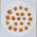 NO697 可憐なレースフラワー・オレンジ／押し花素材