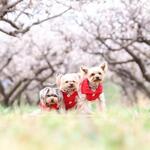 3musu様 オーダー品 №1128 1129 1130 犬のベスト 3着 アラン模様 レッド 手編み