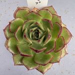 ファイヤーリップ＊土つき苗・多肉植物