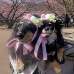 犬 3冠団子 冠 ♡ ヘッドドレス 花冠  猫 ペット カチューシャ ピンク リボン 花 誕生日 記念日 うちの子記念日 かぶりもの 被り物 帽子 バースデー ひな祭り お花見 パール