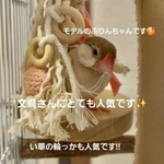 ta16　自然素材　 ハミハミおもちゃ4点セット　バードトイ　文鳥　インコ