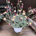 ハートクィーン♡シンカルファ♡ドライフラワーに♡花かんざし