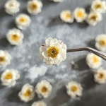 《20輪》花かんざしのドライフラワー