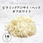 大地農園！プリザーブドフラワー　「1輪分 ソフトピラミッドアジサイ オフホワイト」プリザ　アジサイ　紫陽花 花材 ハーバリウム おしゃれ かわいい プレゼント 贈り物　オオチノウエン ソフトピラ