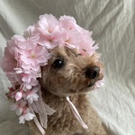 春爛漫桜🌸のカチューシャ