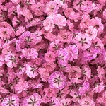 ❣️NEW❣️💙【64】＊Hot Pink＊かすみ草ドライフラワー