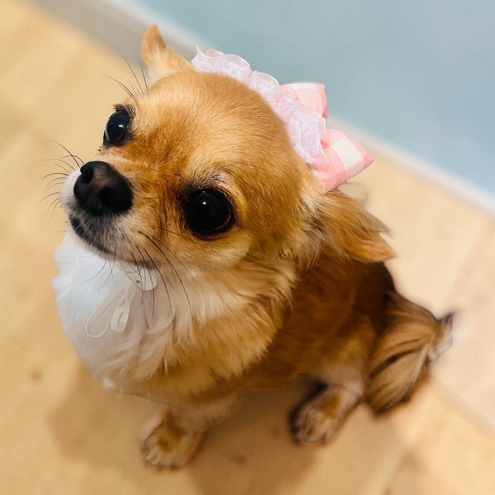犬リボン かわいいフリル S｜カチューシャ風｜滑り止め付き｜ - MMH