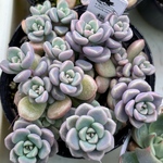 桜のしずく　めでるさん苗　現品　多肉植物