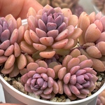 大人気　ピンクディオラ　熟成株　カット苗　エケベリア　多肉植物