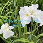 　🟩「8739sunshine＊＊＊＊様専用ページ」アレンジつまみ細工　◇端午の節句　こいのぼりのフレーム飾り　・絢爛（こいのぼり3匹/置き型タイプ）
