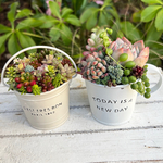 可愛い寄せ植え　多肉植物寄せ植え　カップ型とバケツ型ポット　2個セット　卒業シーズン