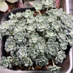 白雪ミセバヤ　セダム　多肉植物