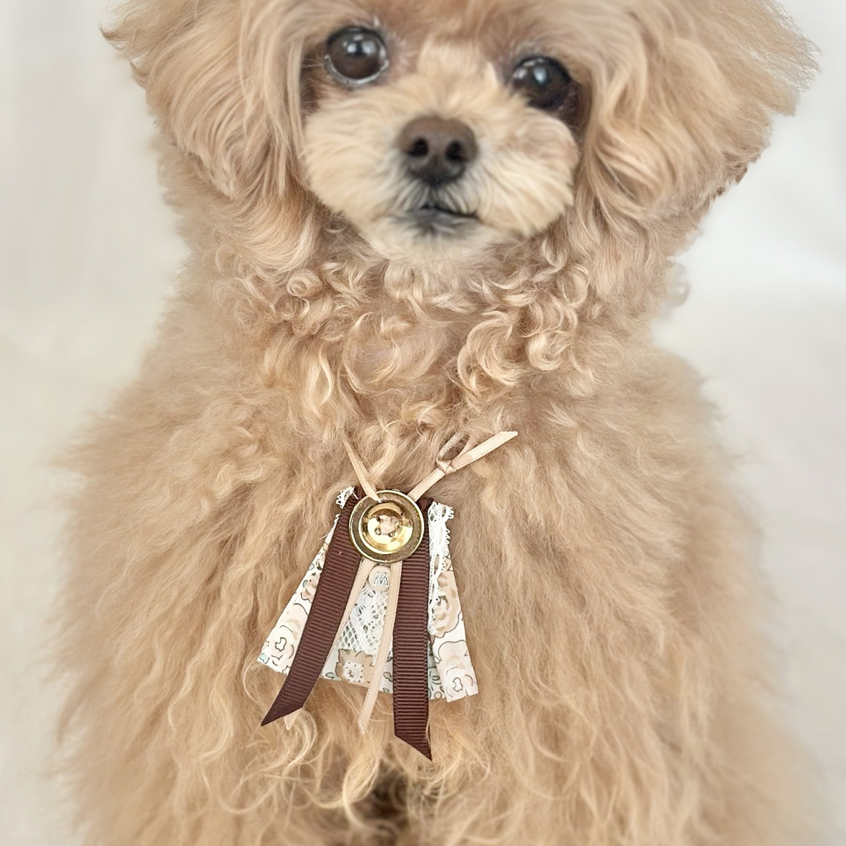 再販】小型犬用 手編みケープ《ミモザ》｜犬用スタイ｜春カラー｜犬