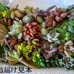 ■送料無料■多肉植物ミニサイズおまかせセット◆カット苗◆寄せ植えにも◆minne
