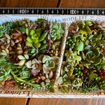 ■送料無料■【2倍サイズ　大容量　お得】多肉植物ミニサイズおまかせセット■セダム　エケベリアなど◆寄せ植えにも◆minne