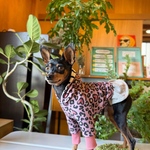 オーダー犬服 ピンク レオパードワンピorロンパース