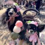 犬 3冠団子 冠 ♡ ヘッドドレス 花冠  猫 ペット カチューシャ ピンク リボン 花 誕生日 記念日 うちの子記念日 かぶりもの 被り物 帽子 バースデー ひな祭り お花見 パール