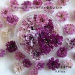 かすみ草　＊葡萄みるく＊　ふりるブーケシリーズ　ドライフラワー　レジン　ヘッドのみ　カスミソウ　カスミ草　花材　青　赤　緑　黄色　ピンク　紫　ラベンダー　かすみ草ドライフラワー　