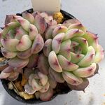 マルセル＊土つき苗・多肉植物