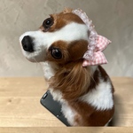 犬用耳飾りリボン ピンクギンガム フリル カチューシャ風 選べるS/Mサイズ