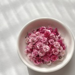 【 ルビー 】　かすみ草　スタンダードカラー　大容量　淡色 中間色　ドライフラワー　染め　国産　高品質　大 中 小サイズ　レジン　ネイル　ハンドメイド　素材　資材　花材
