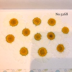 ♡new♡可愛いノースポールの押し花セット♡