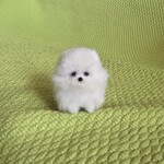お取り置き品　ポメラニアン  パピー　ホワイト 羊毛フェルト
