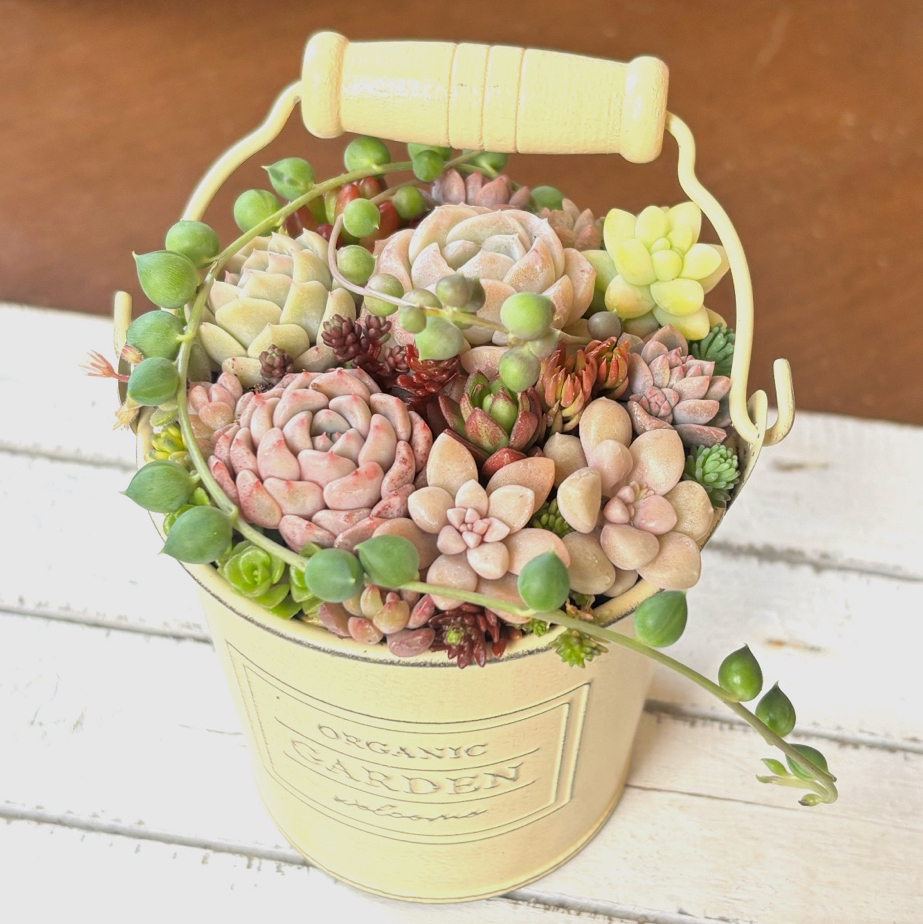 多肉植物寄植え そのまま飾れる バケツ型ポット 選べるポットカラー