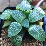 【まとめ値引き】黒ムチカhyb.　ハオルチア 良株　美株　多肉植物　観葉植物　高品質