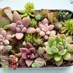 今期最後です♡⃛ちまちま寄せ植え紅葉中＊ちまちまサイズ＊多肉植物＊このまま発送