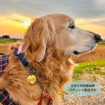 New💙中型犬・大型犬◎サイズ２種◎カラー5色✨丈夫で存在感のあるステンレス素材の迷子札