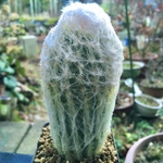 【まとめ値引き】幻楽エスポストア　緑の妖精　サボテン　柱サボテン　良株　美株　多肉植物　観葉植物　高品質