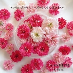 かすみ草　＊さくらんぼみるく＊　ふりるブーケシリーズ　ドライフラワー　レジン　ヘッドのみ　カスミソウ　カスミ草　花材　青　赤　緑　黄色　ピンク　紫　ラベンダー　かすみ草ドライフラワー　