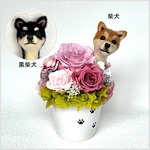 ちょこんと顔出す柴犬　黒柴犬（右側）＆　プリザーブドフラワー（くすみピンク色系）　/　犬　羊毛フェルト　プレゼント 　花ギフト　ペット