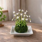 【完成品あり】粘土　苔玉　ヒナソウ　雛草　