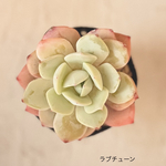 ラブチューン＊抜き苗＊多肉植物