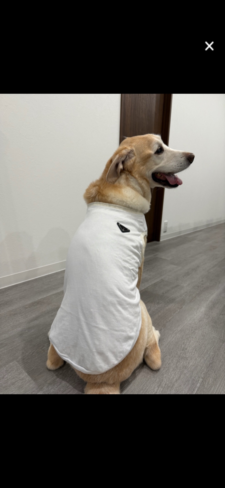 見本 リメイク オーダー 犬服 ペットウェア ドッグウェア タンクトップ
