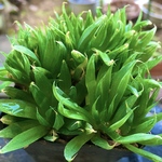 【激安】ミラーボール　子株付き　ハオルチア 良株　美株　多肉植物　観葉植物　大人気