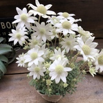 天使のウィンク♡フランネルフラワー♡真っ白の花