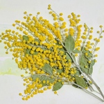押し花素材(ミモザ１０本)