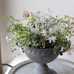 クレマチスピクシーとリーフまとめたシックな寄せ植え